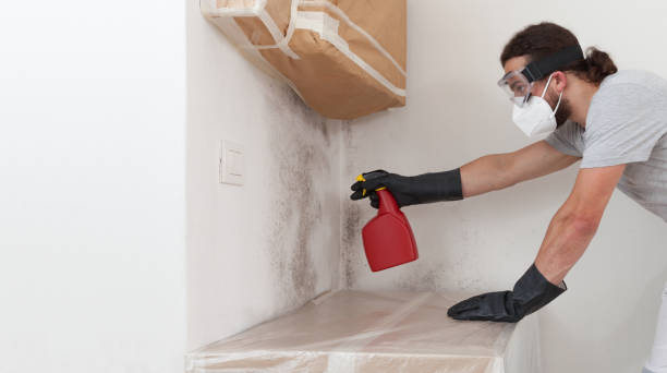 Professional Basement Mold Remediation technician working in Port Washington, NY